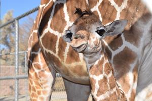 1.20.16 The Living Desert giraffe calf 1