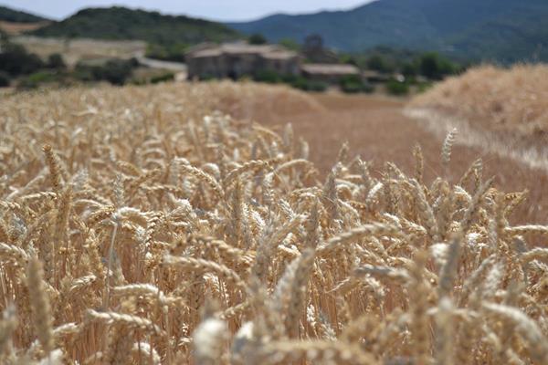 Harmony Sustainable Wheat Program