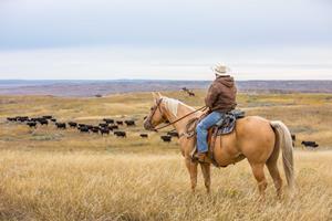 Cowboy trails cattle on horseback in Grasslands National Park