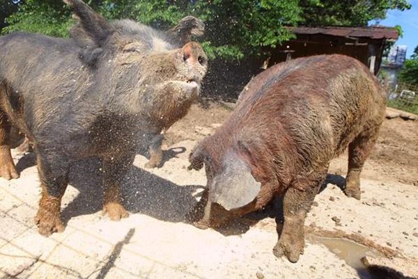 Two of the hogs from Melissa Cookston's hybrid hog breeding program are pictured at a farm outside Memphis, Tennessee. Cookston, the "Winningest Woman in Barbecue," has bred a hybrid hog to compete in this year's Memphis in May World Championship Barbecue Cooking Contest.