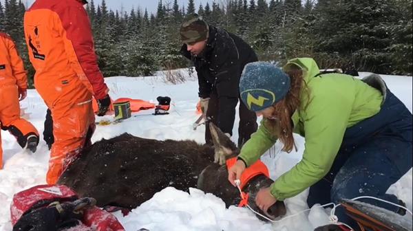 Dr. Michelle Oakley is working with the team to ensure the moose are properly looked after.