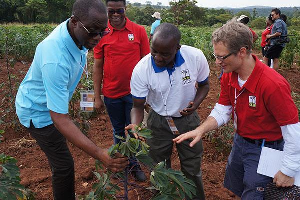 (l-r) Joseph Onyeke, plant pathologist and NextGen Cassava lead at NRCRI, Chiedozie Egesi from IITA and Cornell, Robert Kawuki from NARO, and Jean-Luc Jannink from USDA-ARS in Ithaca, inspect new cassava varieties during a field visit to research fields at the NaCRRI station in Namulonge, Uganda.  CREDIT: Canaan Boyer/Cornell