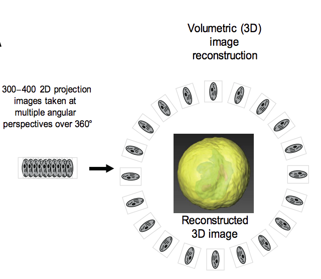 Illustration of Volumetric 3D Image Reconstruction by the Cell-CT Platform.  The Cell-CT platform take 500 2-dimensional pictures of a 360 rotation of a single cell and then reconstruct those images into a highly detailed 3-dimensional image for analysis.  