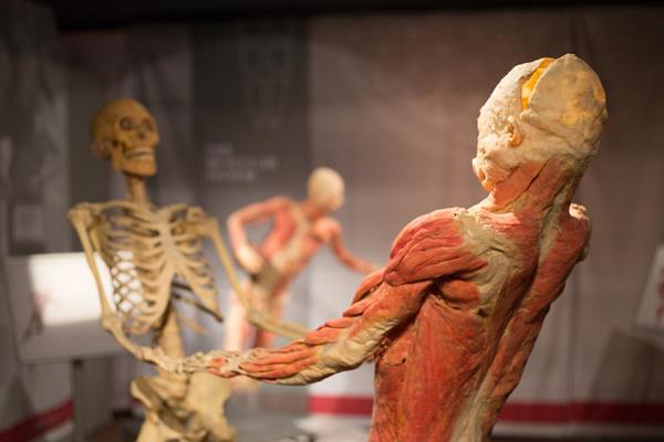 "This specimen comes from one body. The skeletal muscles were removed to demonstrate how they cover the skeleton like a perfect skin. The pose of this specimen is also a graphical example of how the skeleton and skeletal muscles rely on one another for support and movement." -Imagine Exhibition 

Image Courtesy Of: Imagine Exhibition