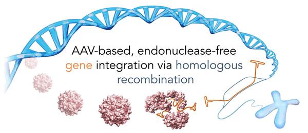 A preclinical-stage company founded by gene-therapy pioneers from leading academic institutions including Stanford University, Tel Aviv University, and Children’s Medical Research Institute in Sydney, LogicBio designed its approach to harness the natural power of homologous recombination − enabling precise, site-specific transfer of the genetic material without the use of promoters or nucleases, which could be associated with unwanted side effects. The goal: provide patients with a functional version of a faulty, disease-causing gene to deliver a cure. LogicBio is advancing programs for rare, life-threatening pediatric genetic diseases − focusing first on inborn errors of metabolism, where there are few, if any, treatment options. 
©LogicBio 2017; Illustration by O’Reilly Science Art LLC