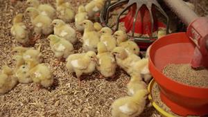 Tyson Foods rolls out new animal welfare program