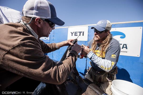 The OCEARCH crew in the process of attaching a satellite transmitter tag to the dorsal fin of great white shark Hilton