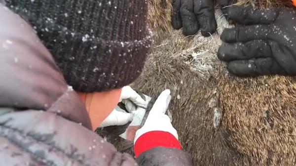 A Masters student collects data on the ticks infesting a moose