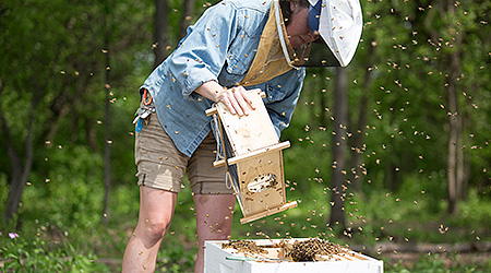 College of DuPage Brings Honeybees to Campus Natural Area