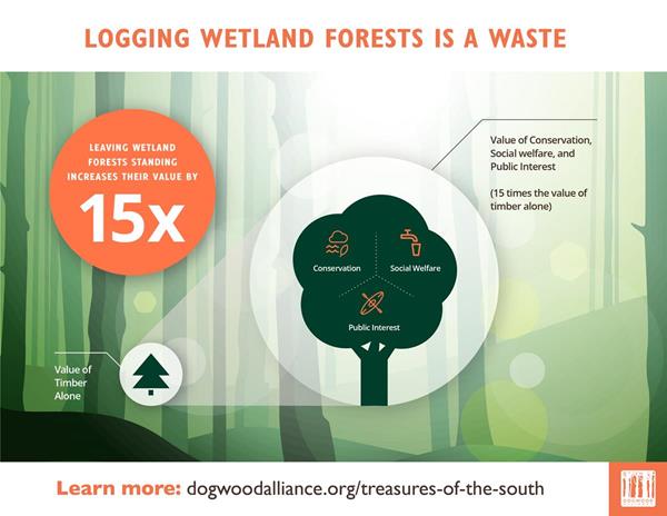Leaving wetlands standing allows them to protect and nourish our communities and is worth 15 times the value of logging them for timber. Learn more at dogwoodalliance.org/treasures-of-the-south