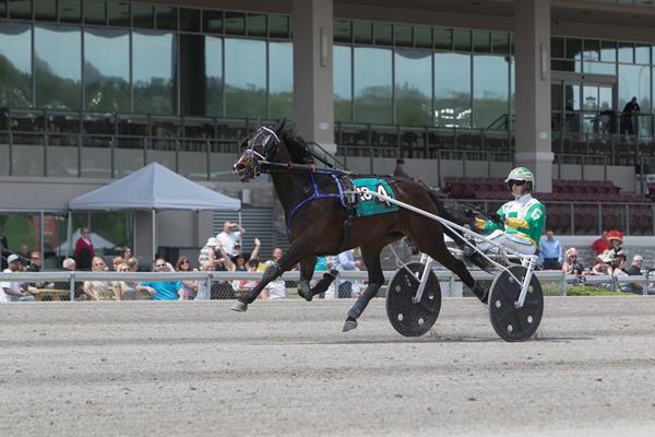 Live Harness Racing at The Meadows