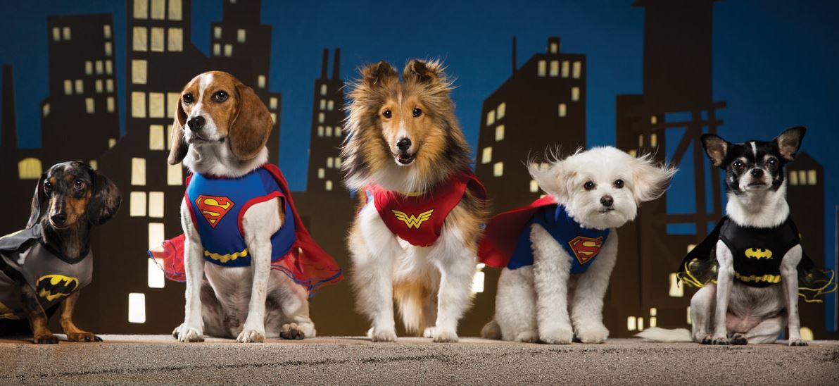 Horror4Kids on X: Petsmart is now selling Halloween costumes for