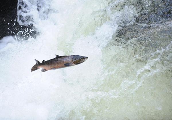 Atlantic salmon moving upstream to spawn © naturepl.com / Mike Potts / WWF