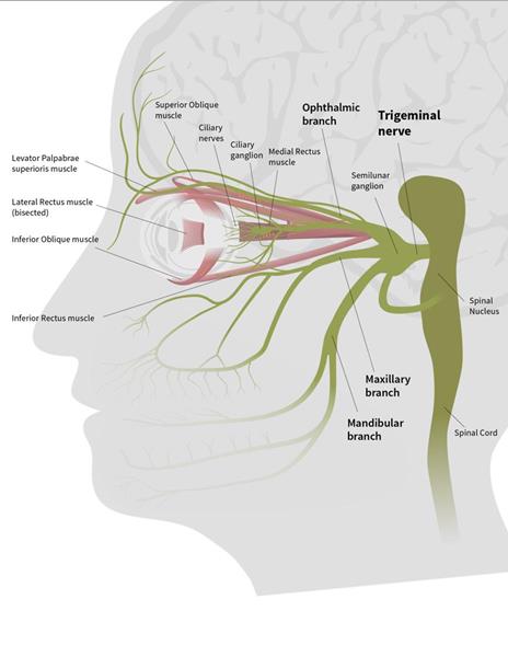 The trigeminal nerve is the largest and most complex nerve connected to the brain and responsible for head and neck sensations.  