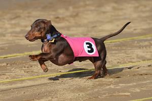 Belterra Park Gaming wiener dog races
