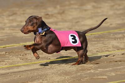 Belterra Park Gaming - Wiener Dog Races