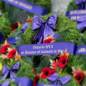 Wreath in honour of animals in war
