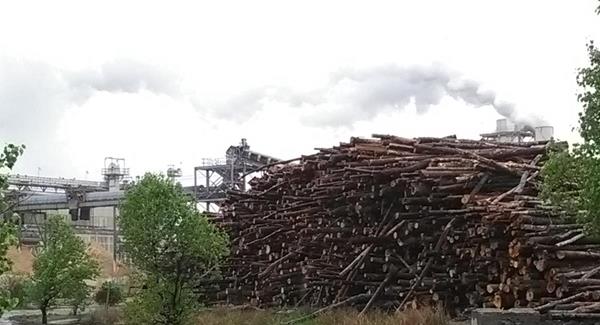 Pile of logs at a wood pellet production facility in North Carolina, USA.