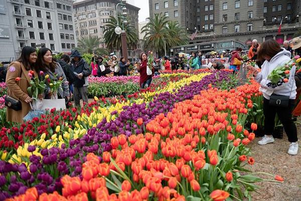 Seven thousand people created their own free tulip bouquets from 100,000 tulips at Union Square in San Francisco. American Tulip Day presented by the Embassy of the Kingdom of the Netherlands, Royal Anthos and iBulb