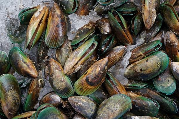 Dr. Cortvriendt found that the best source of Omega 3 fatty acids are derived in the cold-pressed green-lipped mussel from pristine New Zealand waters.