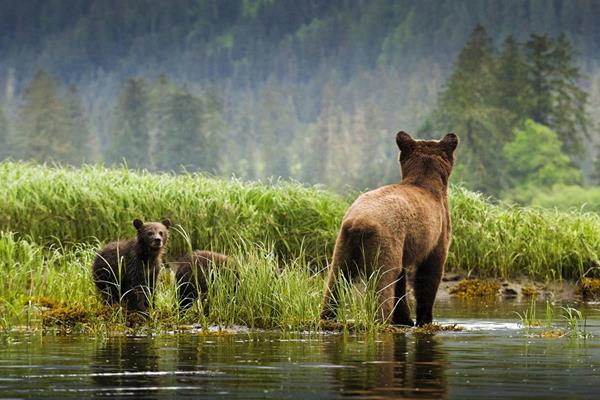 Grizzly bears in British Columbia. © Andrew S. Wright  / WWF-Canada 