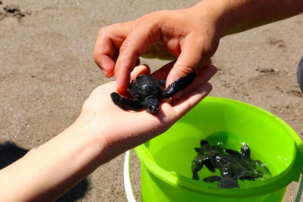 Olive Sea Turtle Lufussa Release 2017