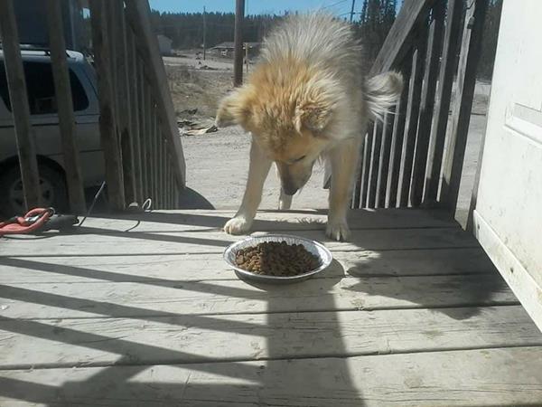 Dog with food bowl in Deer Lake First Nation