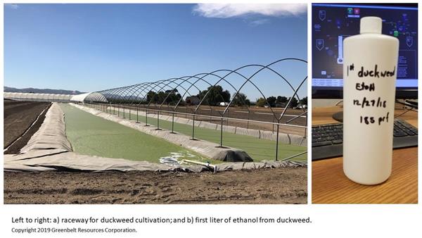 Duckweed Ethanol release photo