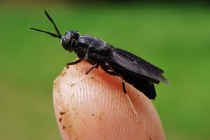 Black Solder Fly