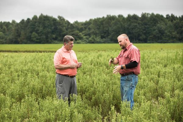 PureCircle Chief Supply Chain Officer Gary Juncosa (left) speaking with North Carolina stevia farmer Jeff Tyson about the 2018 Starleaf stevia crop. https://youtu.be/dnb3uS3JpMo