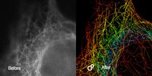 Super-resolution 3D imaging and tracking at the individual molecular level