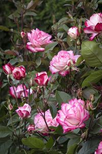 42123-grace-n-grit-pink-bicolor-shrub-rose-medium-shot