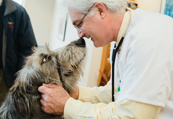 Dr. Kenneth Knaack, a veterinarian at Veterinary Specialists of Connecticut, collected the blood sample for the first healthy canine DNA sequence in The Jackson Laboratory's TCCRI program. 
