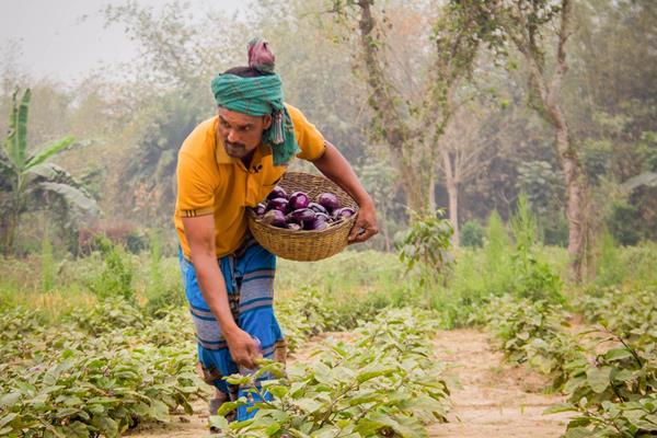 Abdus Salam harvests genetically modified Bt brinjal from his field in Bangladesh. The pest-resistant crop has dramatically reduced the use of insecticides. CREDIT: Cornell Alliance for Science

