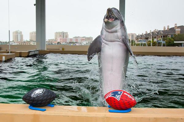 Nicholas the rescued dolphin at Clearwater Marine Aquarium is 6 for 7 in his sports game predictions, with a perfect 3 for 3 in football game predictions. Today, Nicholas predicted the New England Patriots to win the Super Bowl LII championship against the Philadelphia Eagles.