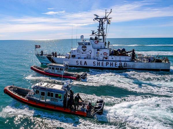Sea Shepherd works with the Mexican authorities to patrol and remove illegal fishing gear from the vaquita habitat.