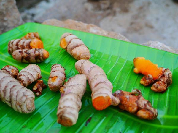Freshly harvested organic turmeric to make PurTurmeric, the water-soluble organic extract. 