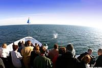0_int_San-Diego-Whalewatch-Cruise.jpg