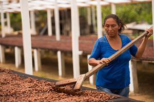 Drying Cacao Beans