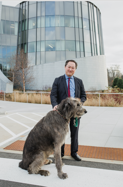 Dr. Charles Lee, scientific director and professor at JAX Genomic Medicine, welcomes Patrick, a healthy Irish Wolfhound, to the campus of the nonprofit biomedical research institution's Farmington, Conn. campus. 