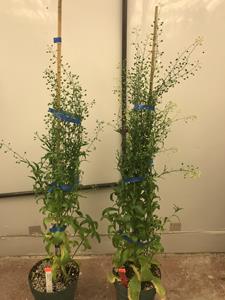 Yield10 Bioscience C3004 Yield Trait in Camelina Produces Increased Seed Yield