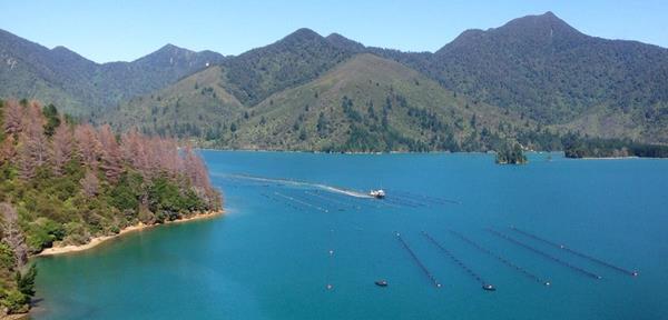 The beautiful, pristine Marlborough Sound in New Zealand, where the Green-Lipped Mussels live.