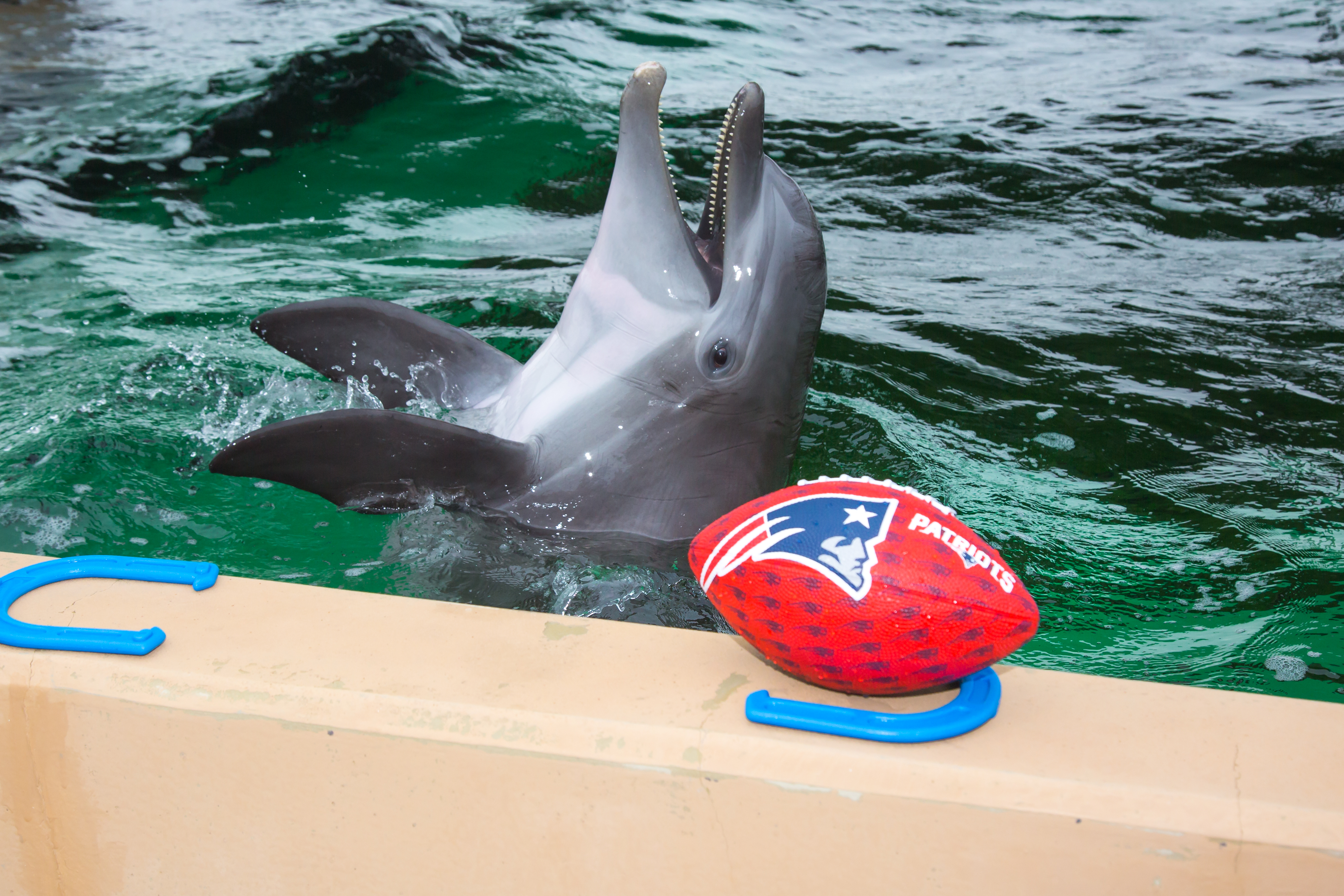 Nicholas the rescued dolphin at Clearwater Marine Aquarium chose the New England Patriots as the Super Bowl LII champs. 