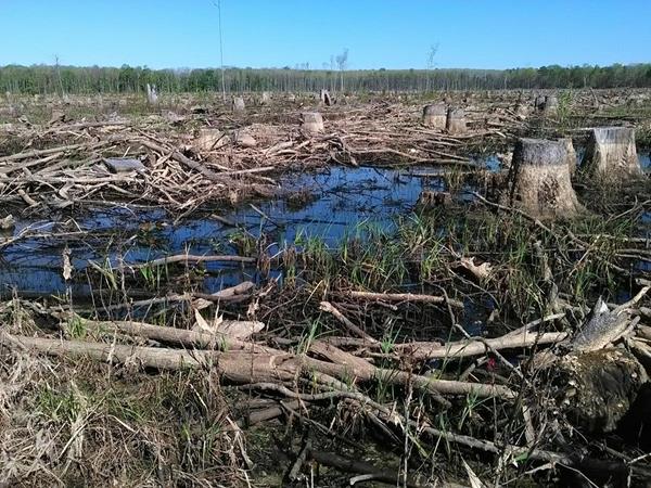 Wetland clearcut traced to biomass and the wood pellet export industry in the Southern US.
