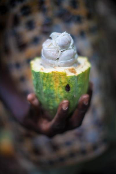 Cocoa prices dropped nearly a third last year putting the livelihoods of millions of farmers at risk.