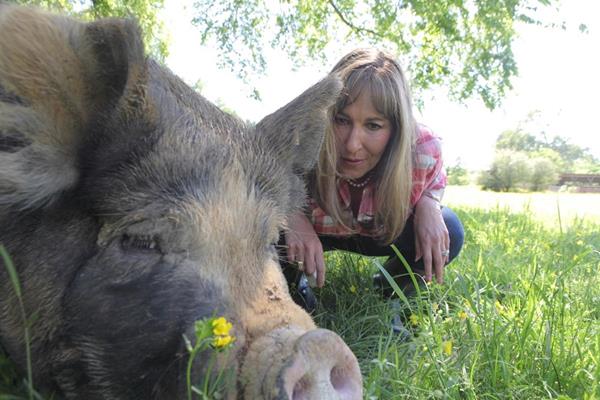 Melissa Cookston is pictured with a hog on pasture outside Memphis, Tennessee. Cookston, the "Winningest Woman in Barbecue," has bred a hybrid hog to compete in this year's Memphis in May World Championship Barbecue Cooking Contest.