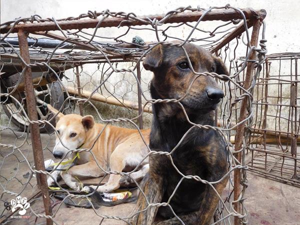 Dogs in cage awaits fate at Indonesia animal market