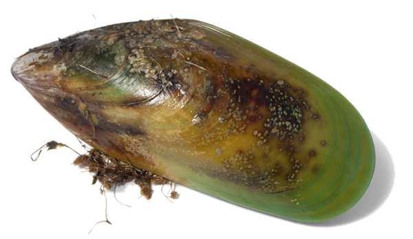 New Zealand Green-Lipped Mussel may change pain management paradigms.