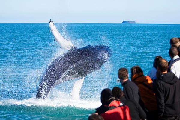 Iceland tour guests watch a breaching humpback whale. 