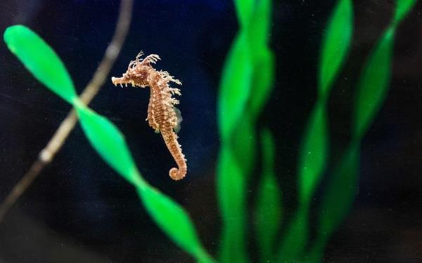 Frito the Tiny Seahorse, found with line wrapped around its neck, was rehabilitated at Clearwater Marine Aquarium.